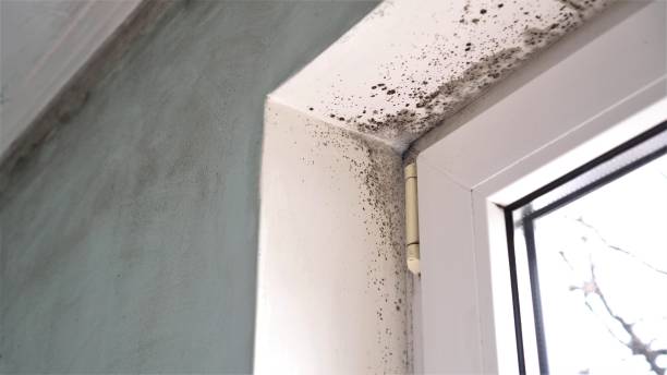 Best Office Mold Removal Services  in Willard, OH