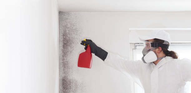 Best Mold Cleaning Services  in Willard, OH
