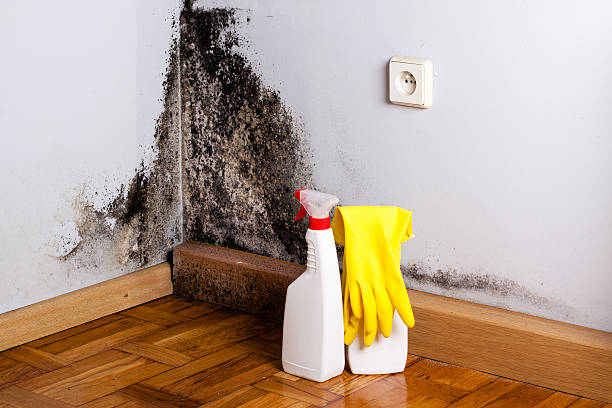 Best Professional Mold Removal  in Willard, OH