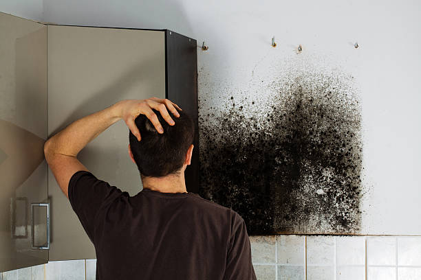 Best Local Mold Removal Service  in Willard, OH
