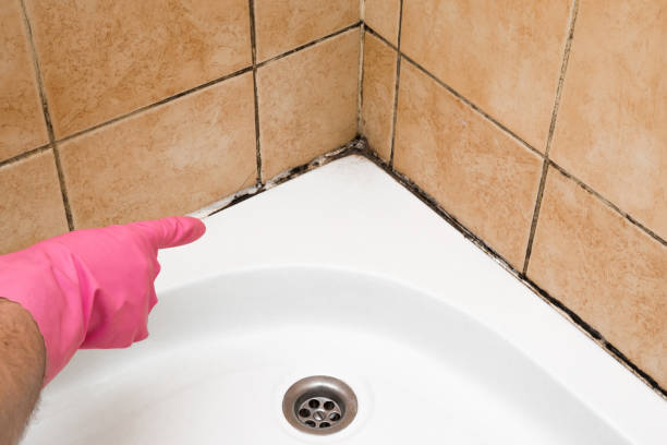 Best Local Mold Removal Service  in Willard, OH